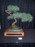 Annual Show 2011 - 6 2011